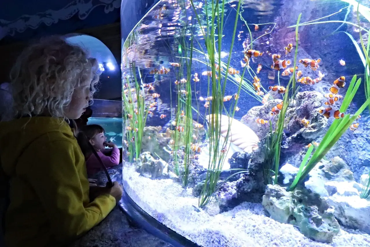 child looking at fish in aquarium