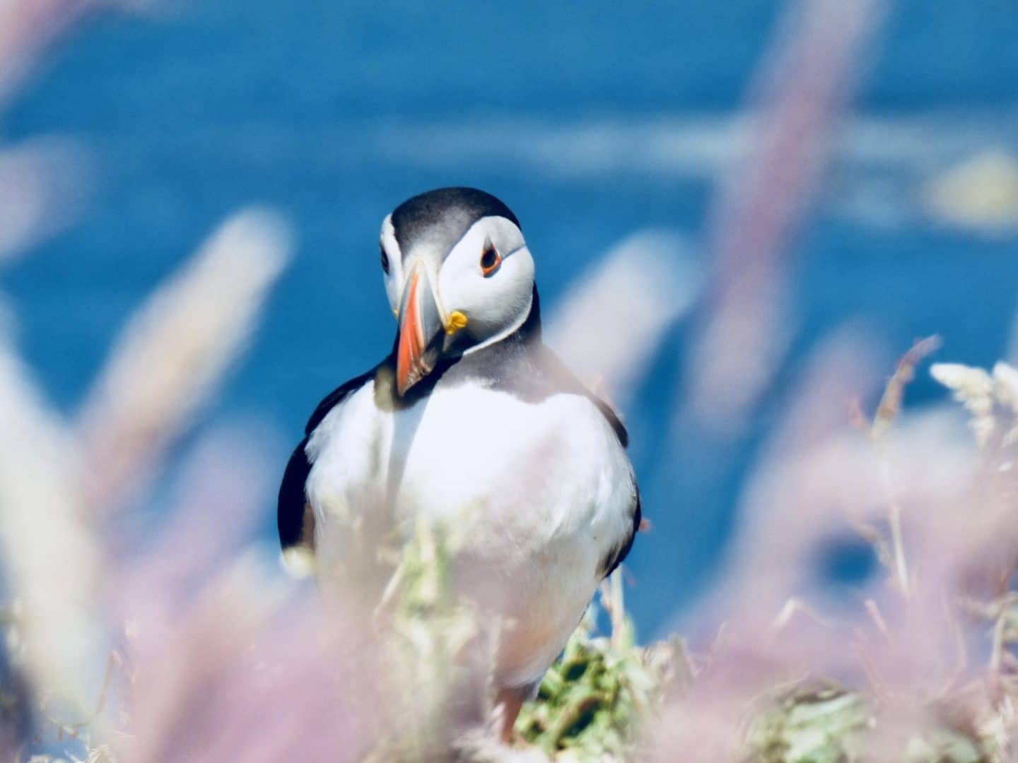 Puffins