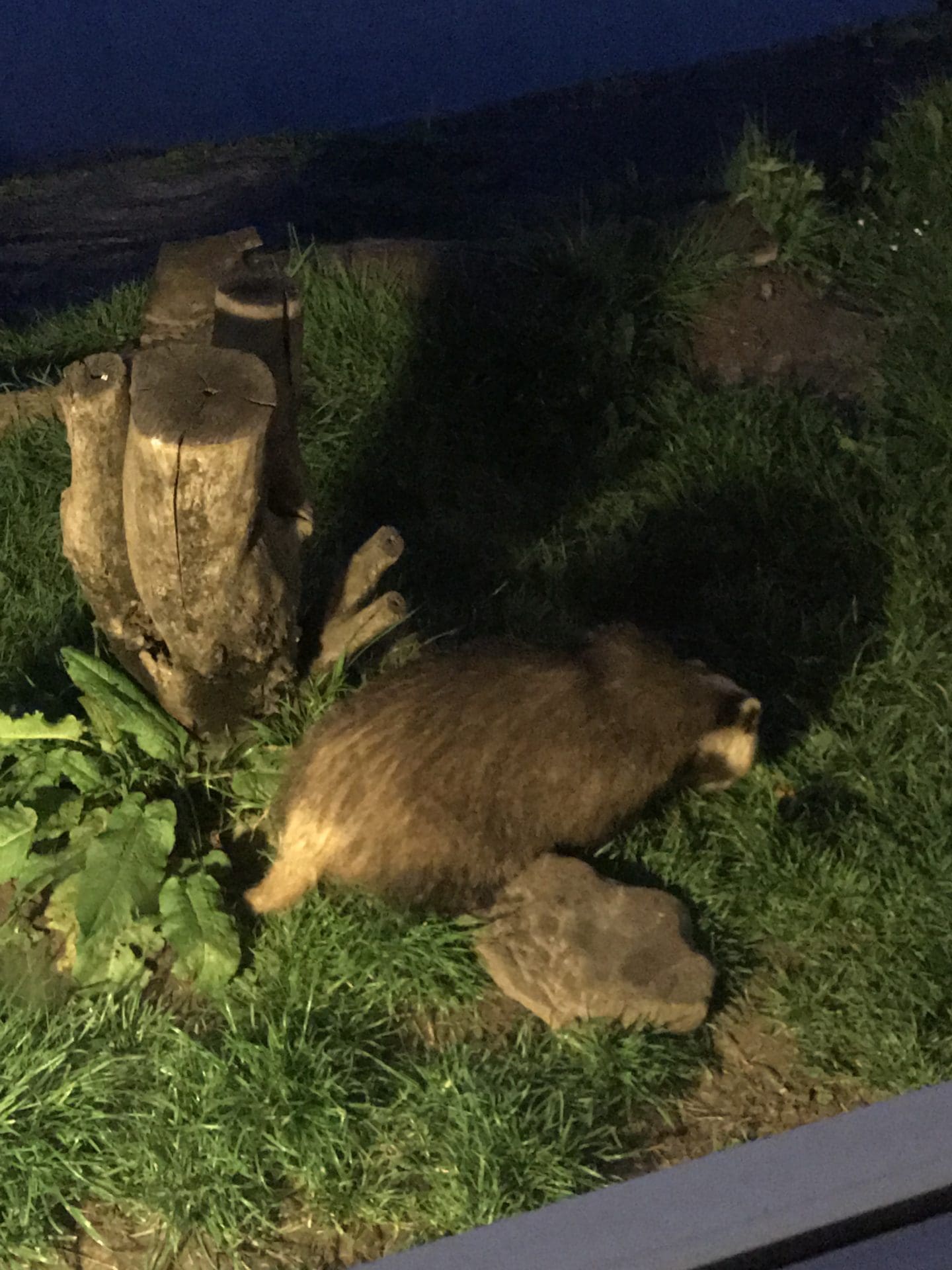 caerlaverock badger